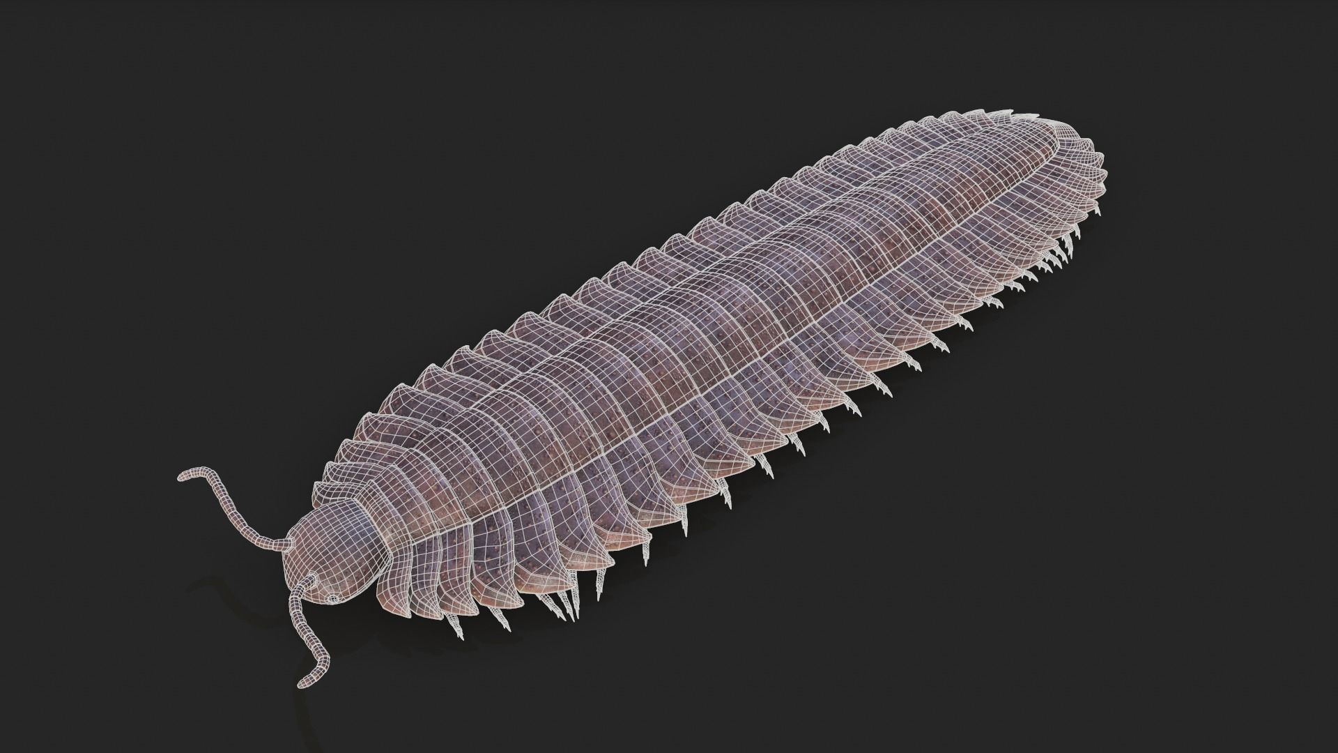 Arthropleura armata  3D model_5