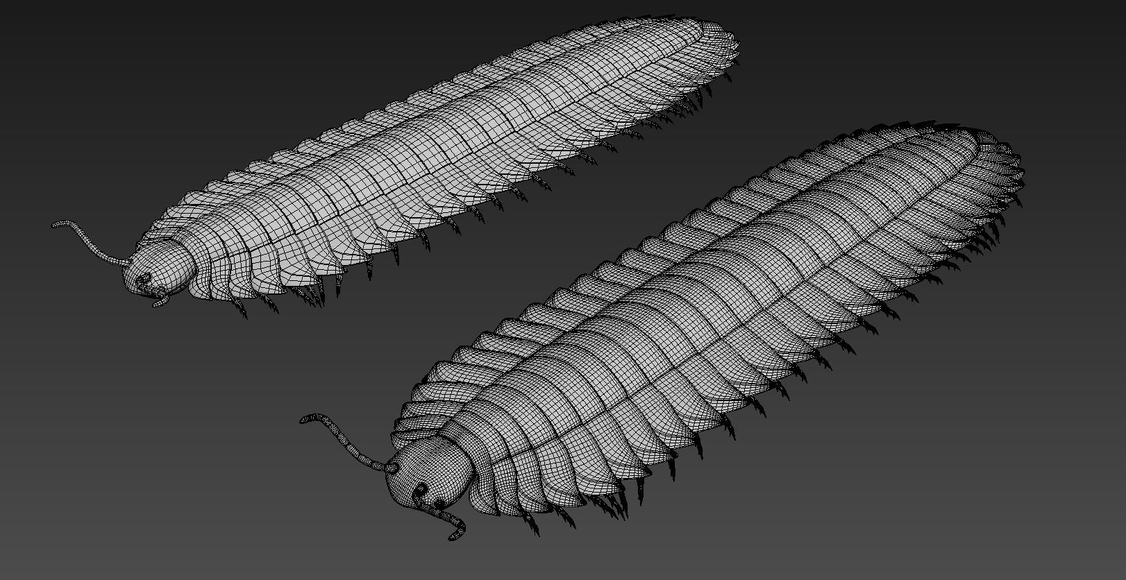 Arthropleura armata  3D model_6