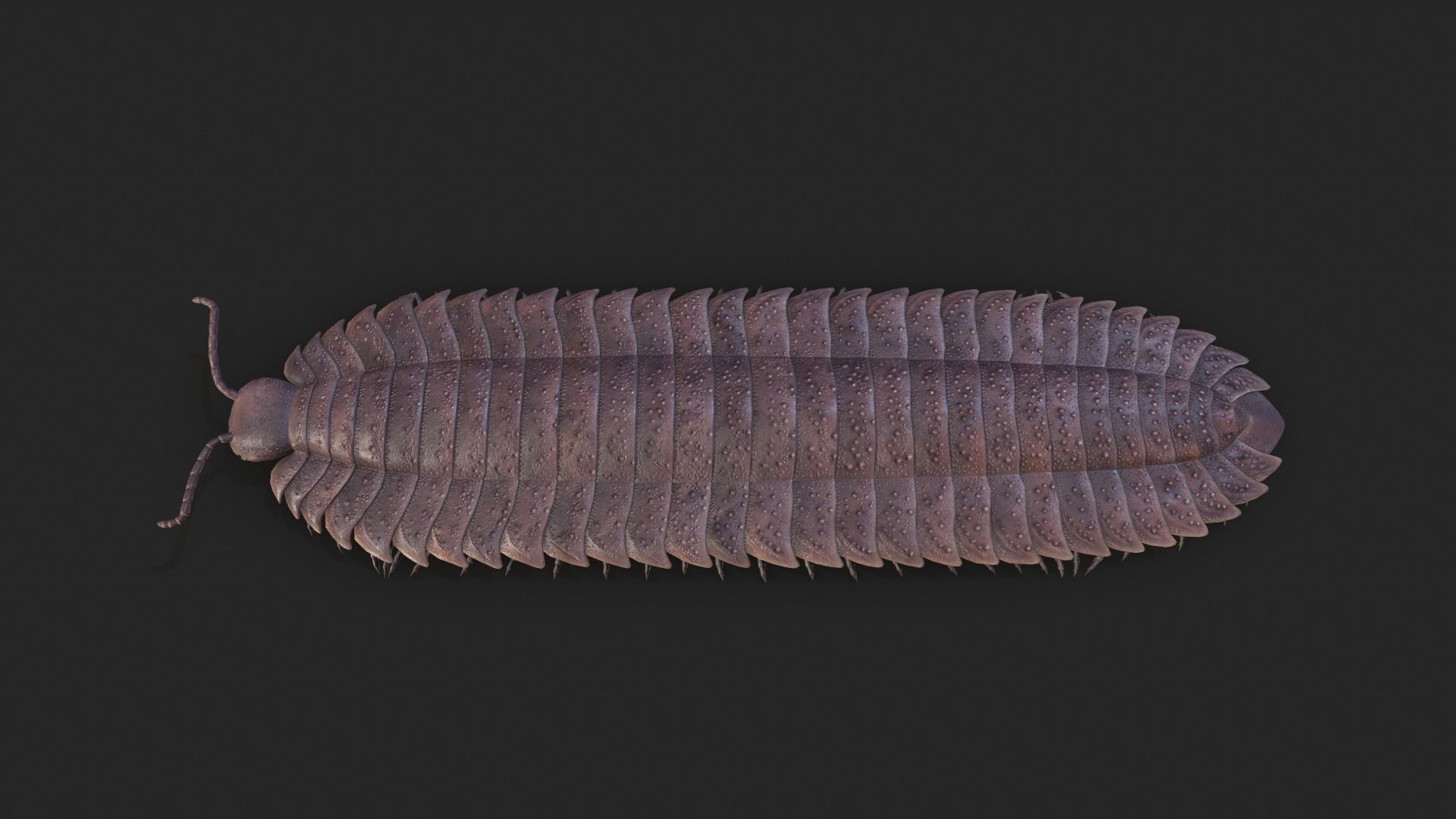 Arthropleura armata  3D model_2