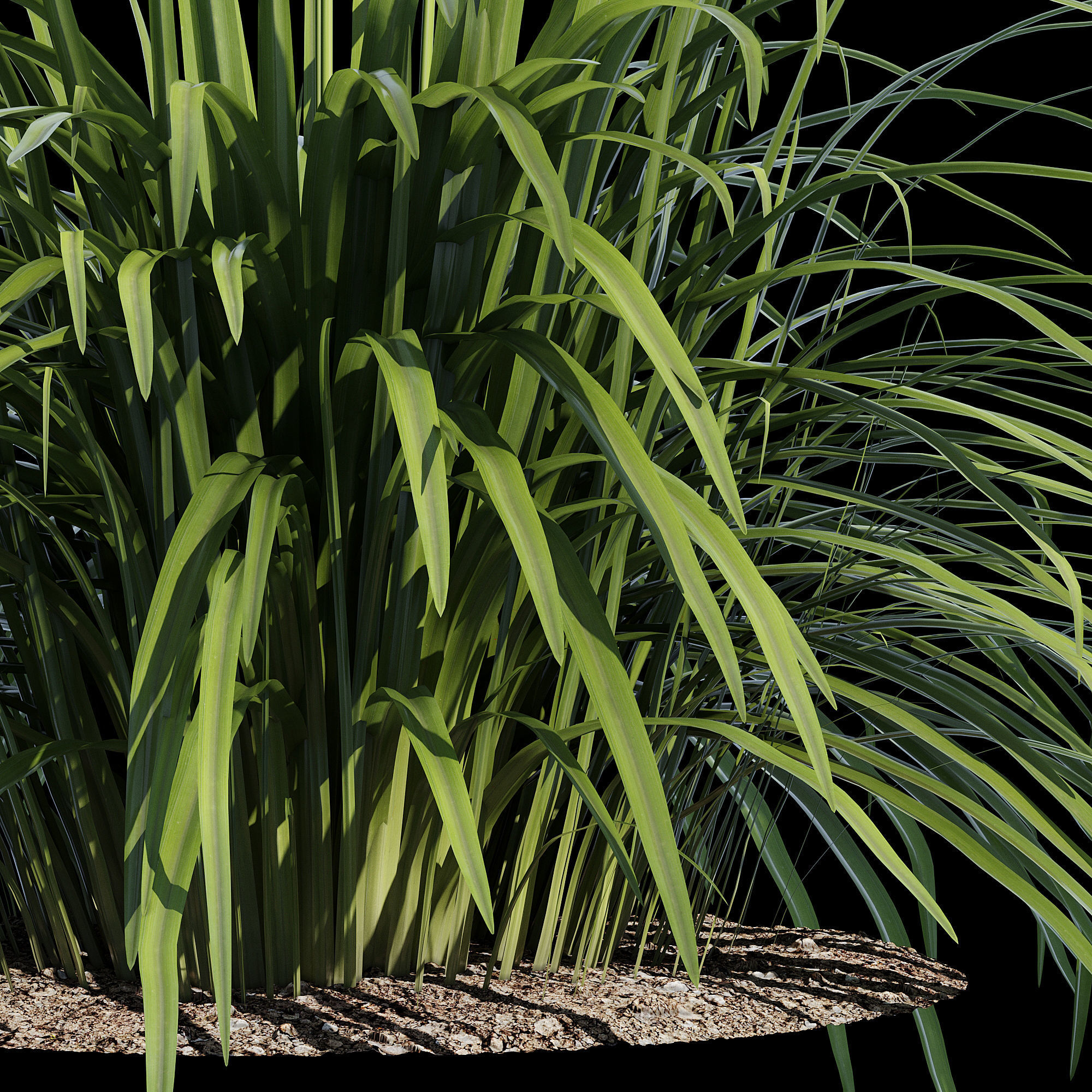 Hemerocallis lilies - lilies 3D model_5