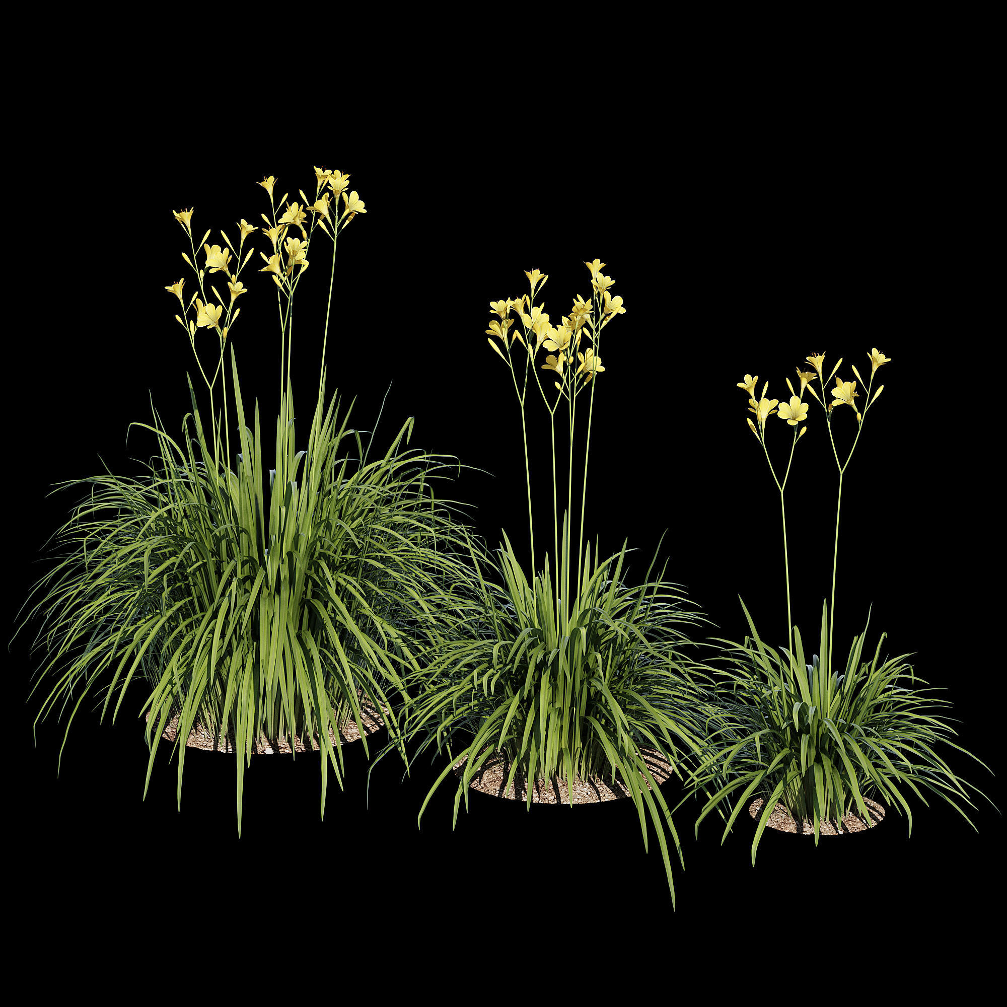 Hemerocallis lilies - lilies 3D model_3