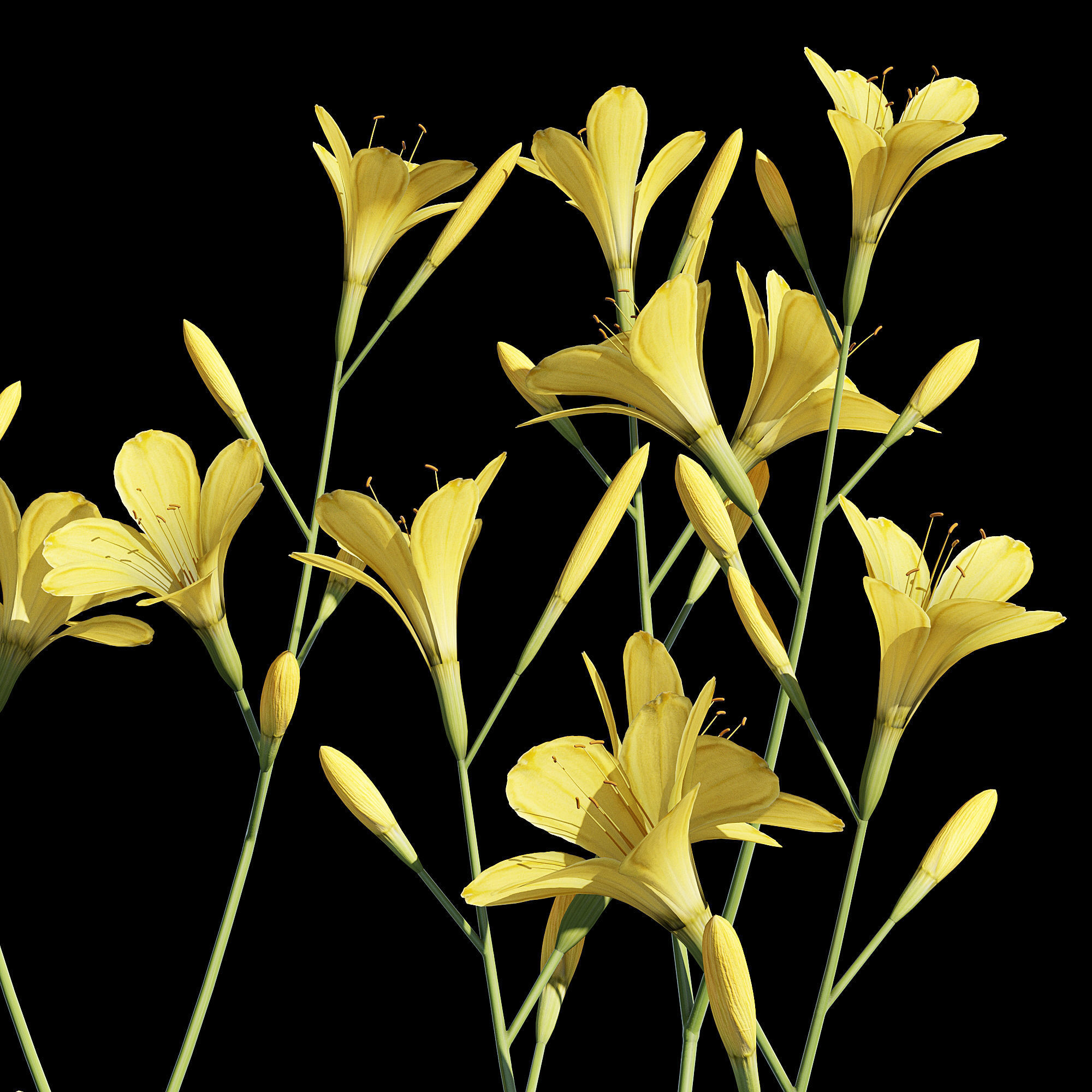Hemerocallis lilies - lilies 3D model_6