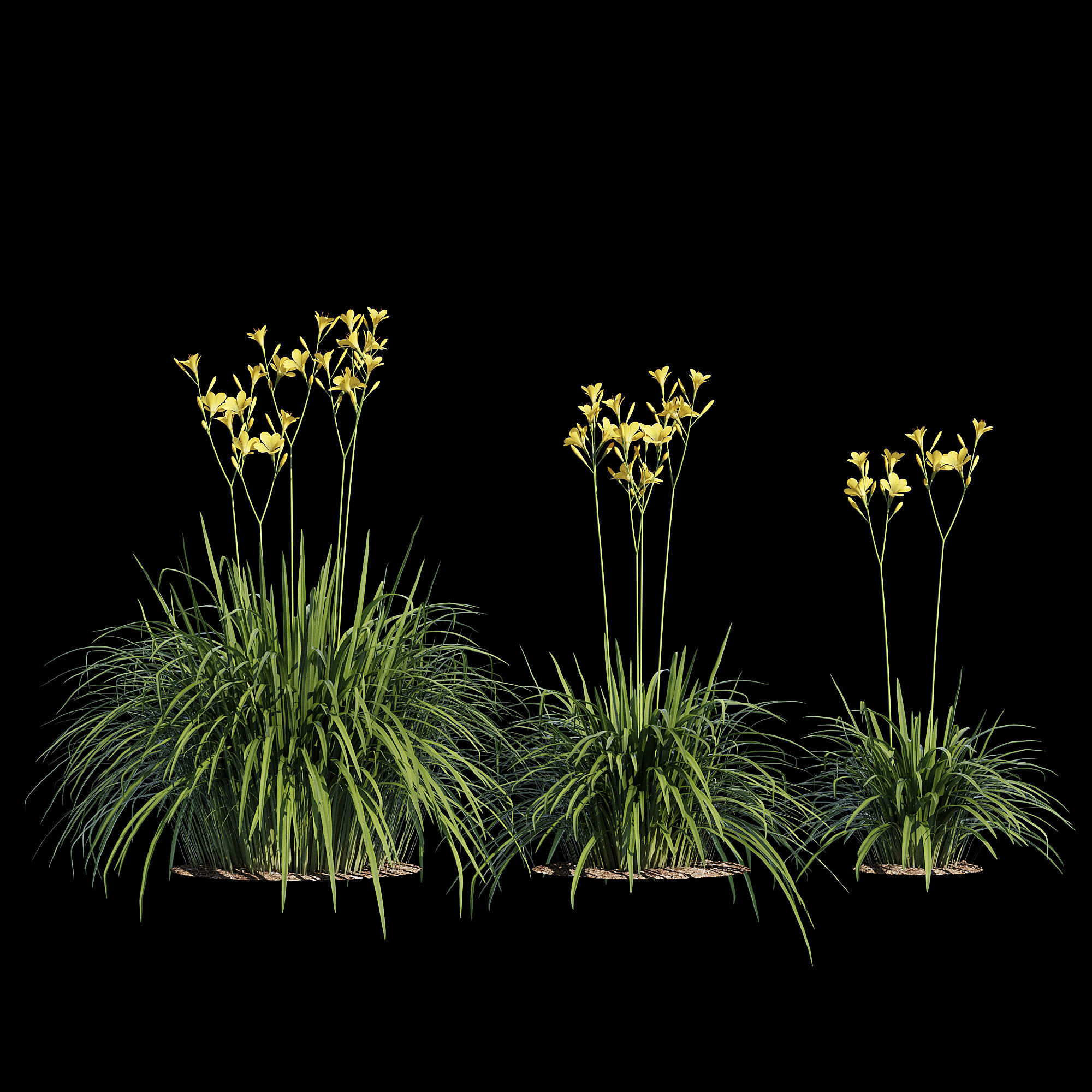 Hemerocallis lilies - lilies 3D model_2