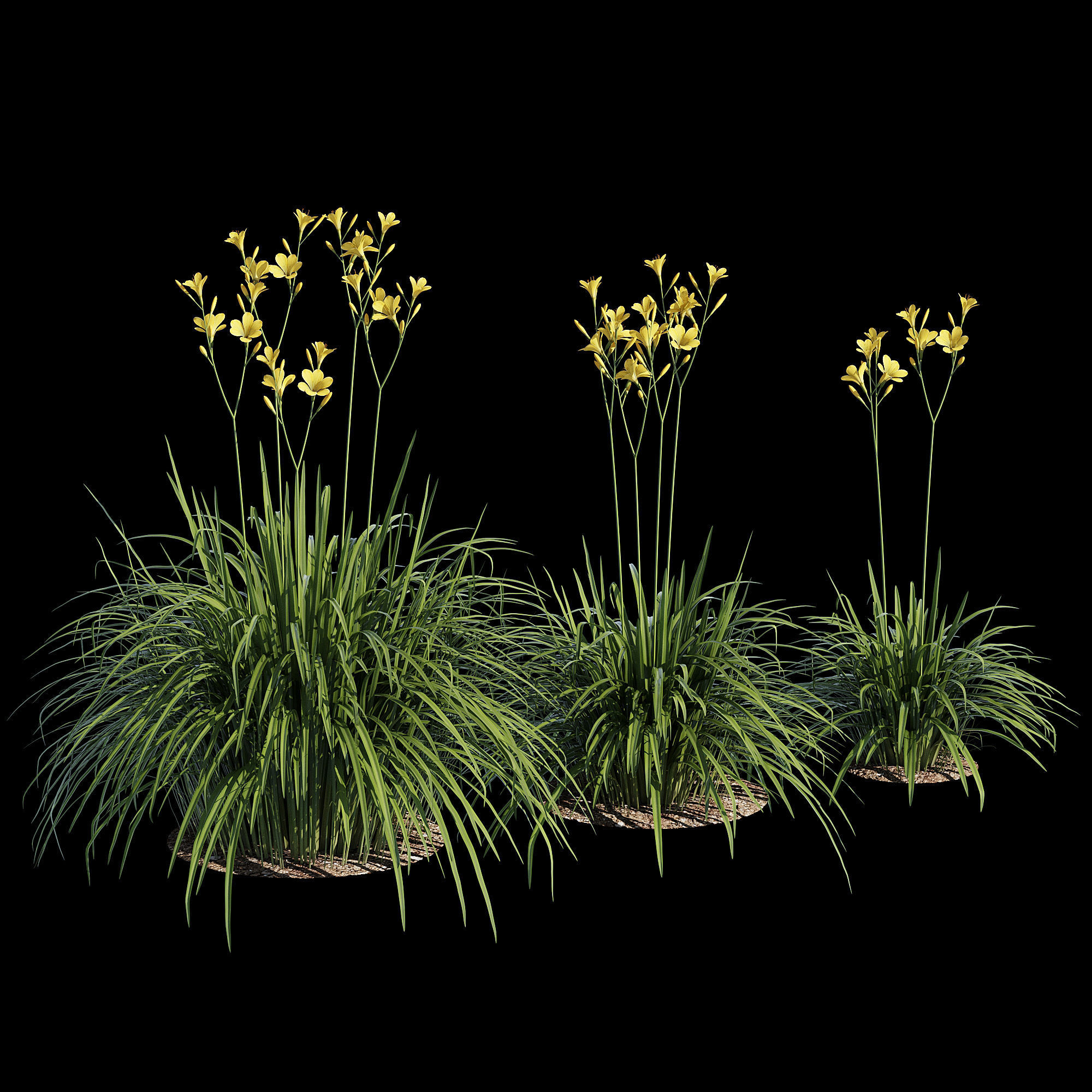 Hemerocallis lilies - lilies 3D model_1