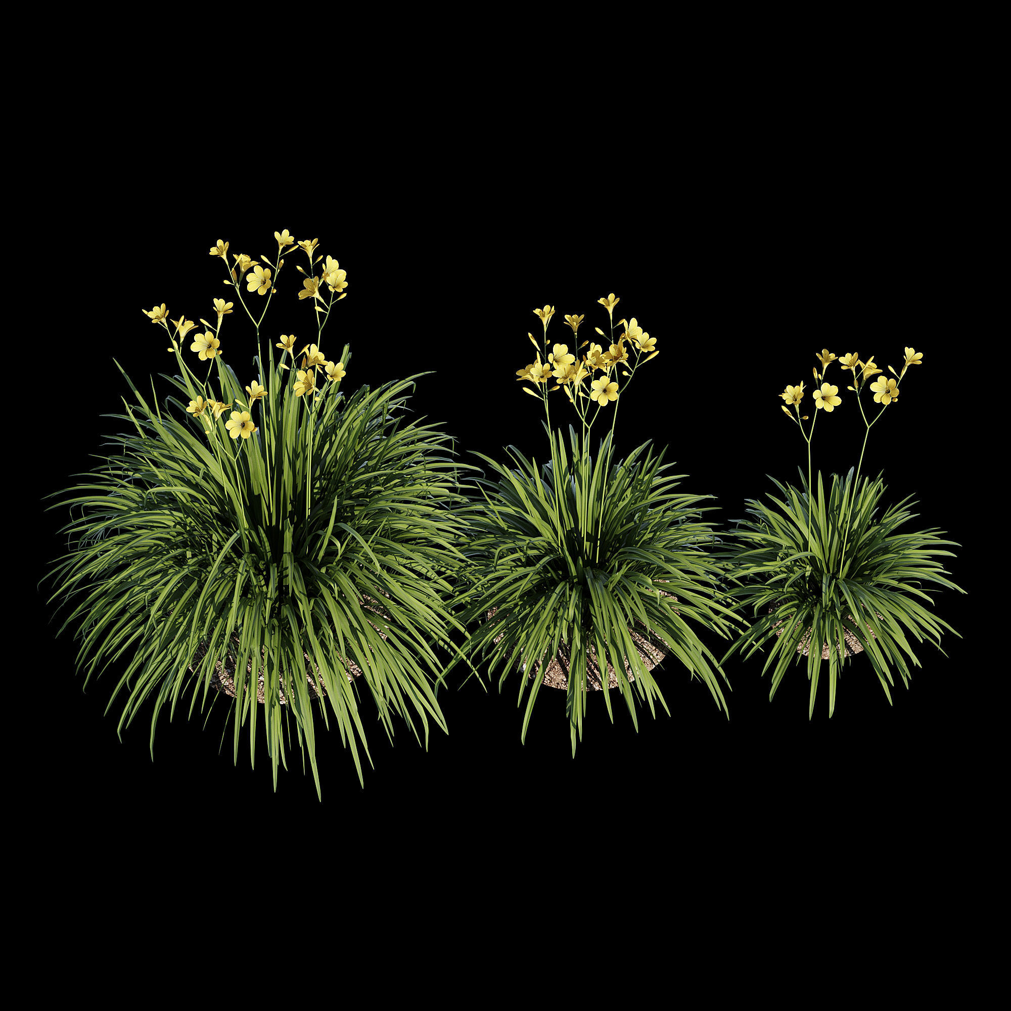 Hemerocallis lilies - lilies 3D model_4