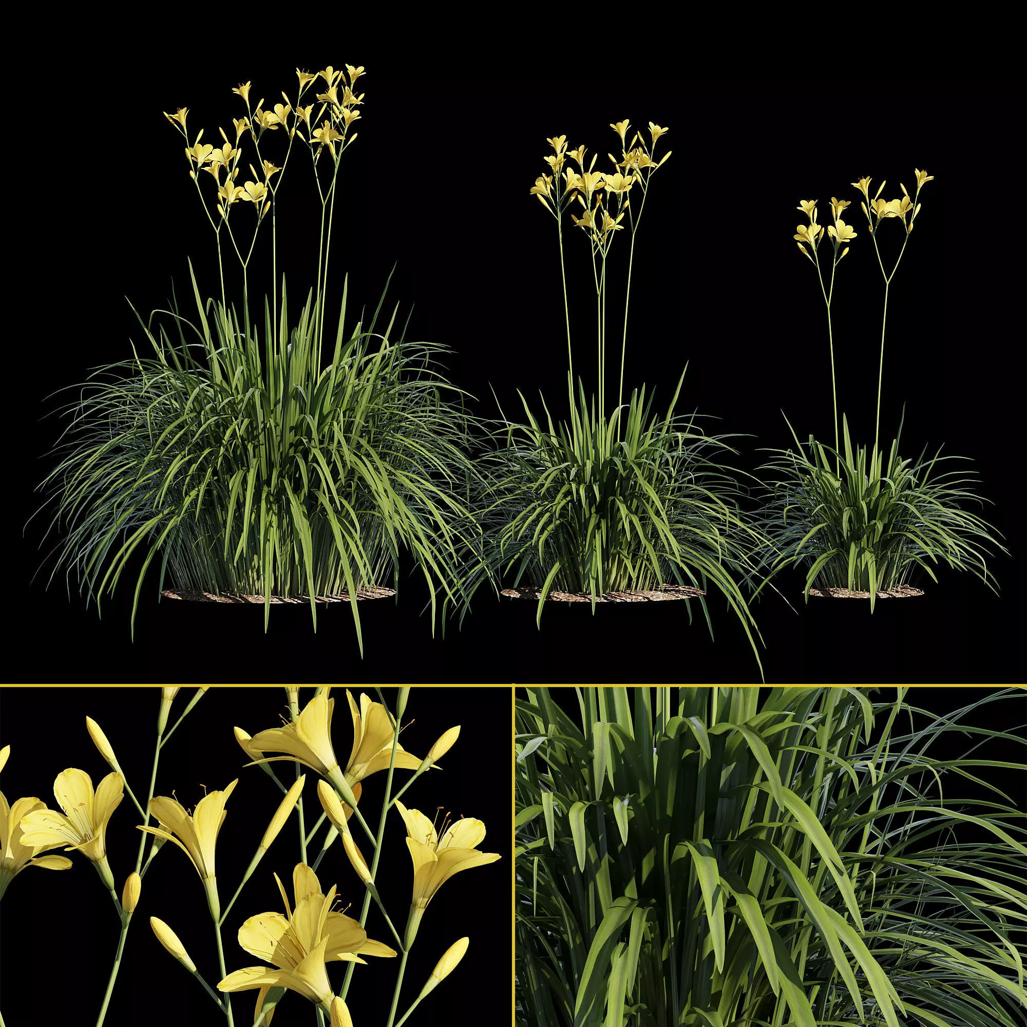 Hemerocallis lilies - lilies 3D model_0