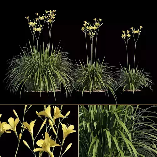 Hemerocallis lilies - lilies 3D model