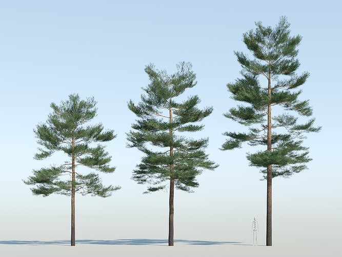 Pinus sylvestris - Scots pine - 3D model