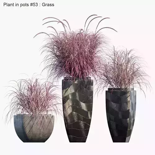 Plant in pots 53  Grass