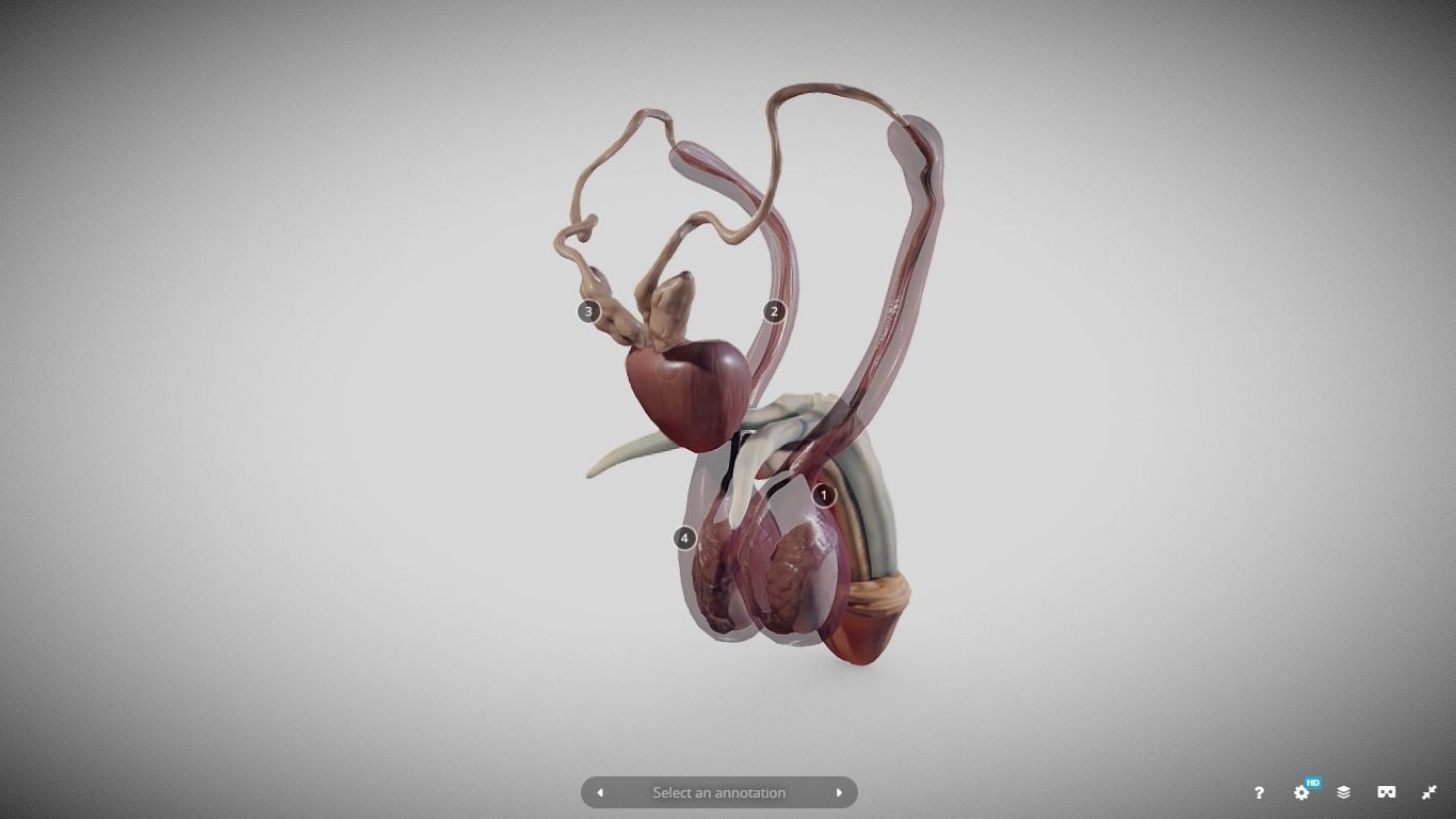 Male Reproductive System Low-poly 3D model_13