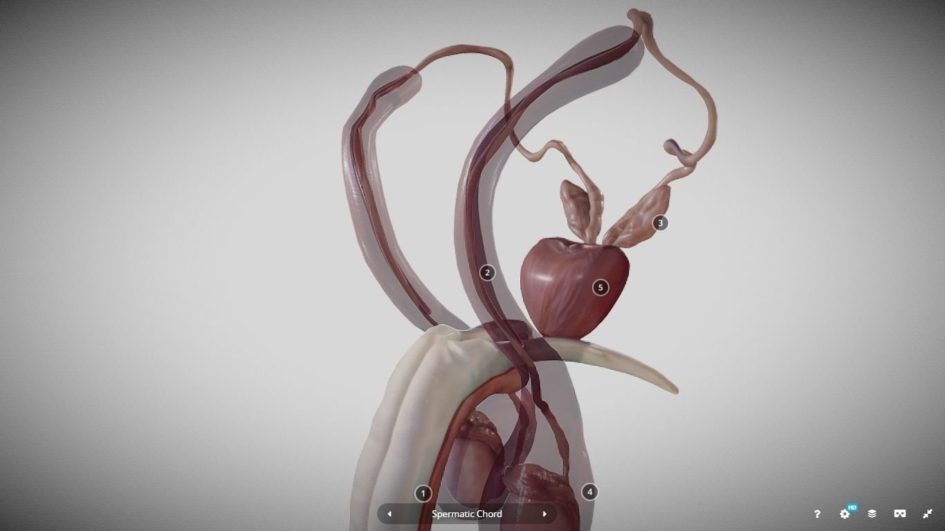 Male Reproductive System Low-poly 3D model_25