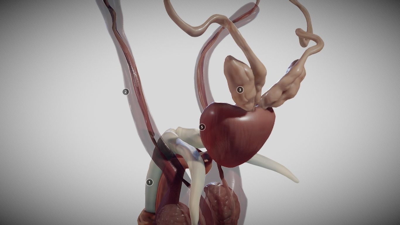 Male Reproductive System Low-poly 3D model_24