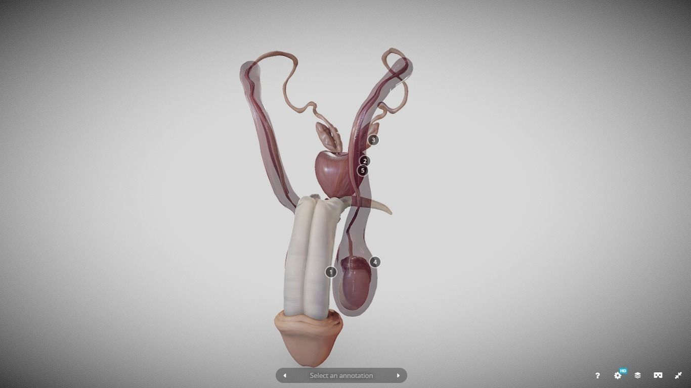 Male Reproductive System Low-poly 3D model_3