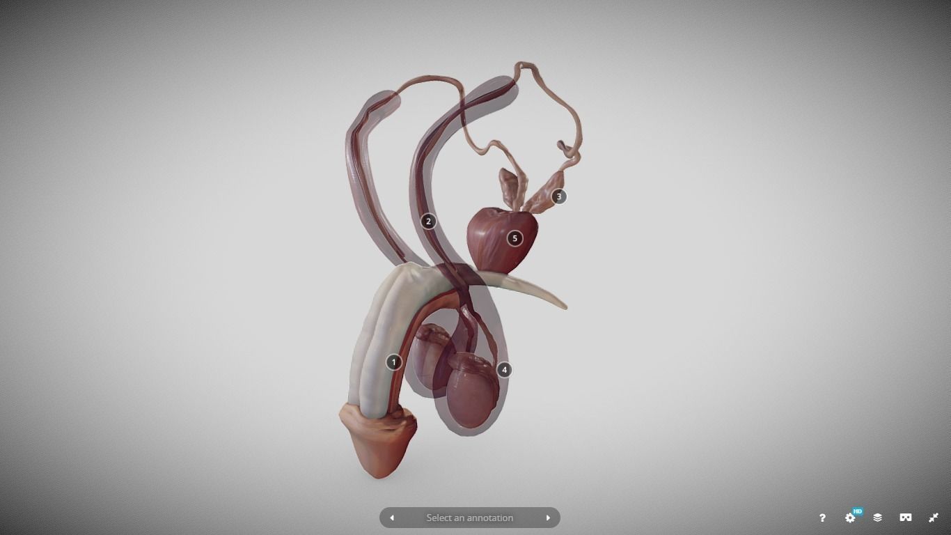 Male Reproductive System Low-poly 3D model_21