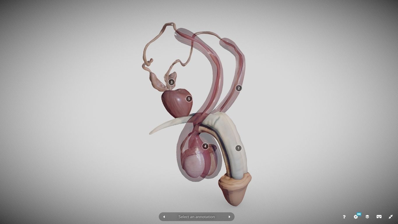 Male Reproductive System Low-poly 3D model_8