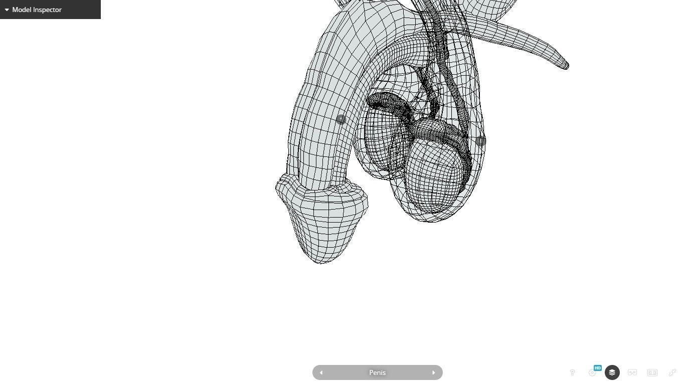 Male Reproductive System Low-poly 3D model_27