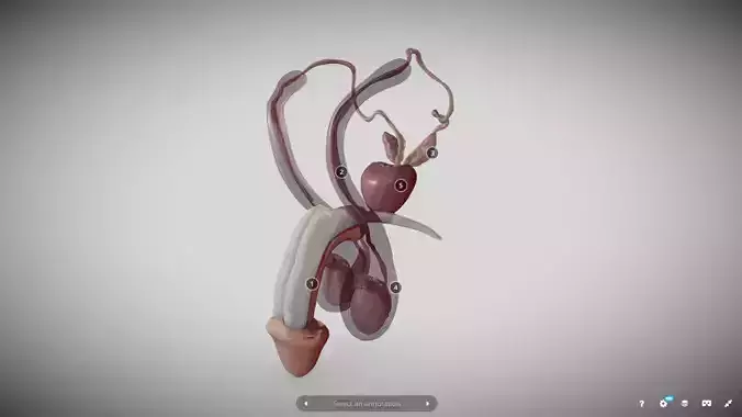 Male Reproductive System Low-poly 3D model