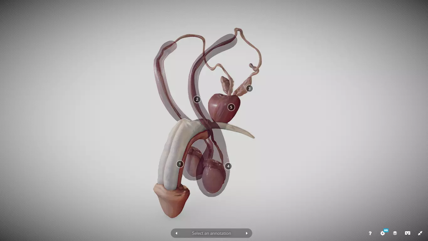 Male Reproductive System Low-poly 3D model_0