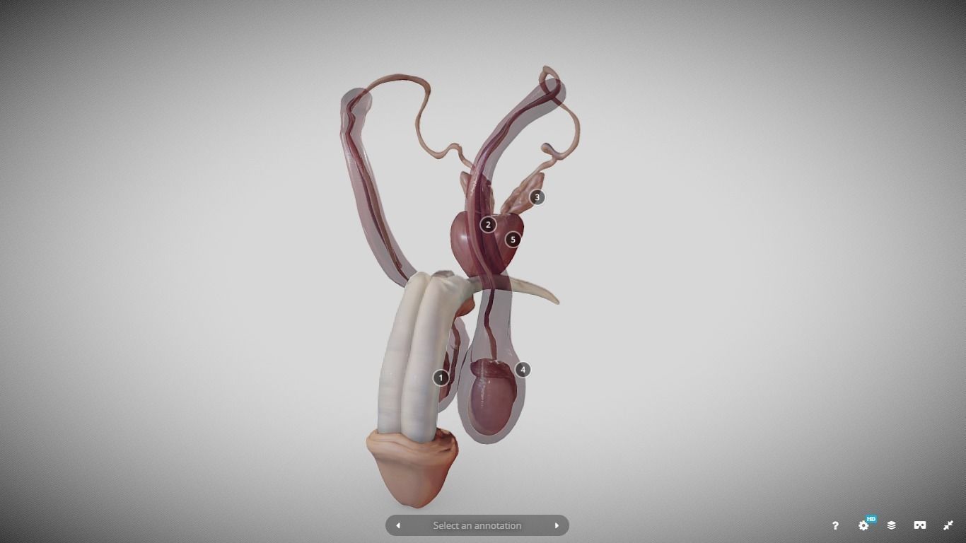 Male Reproductive System Low-poly 3D model_2