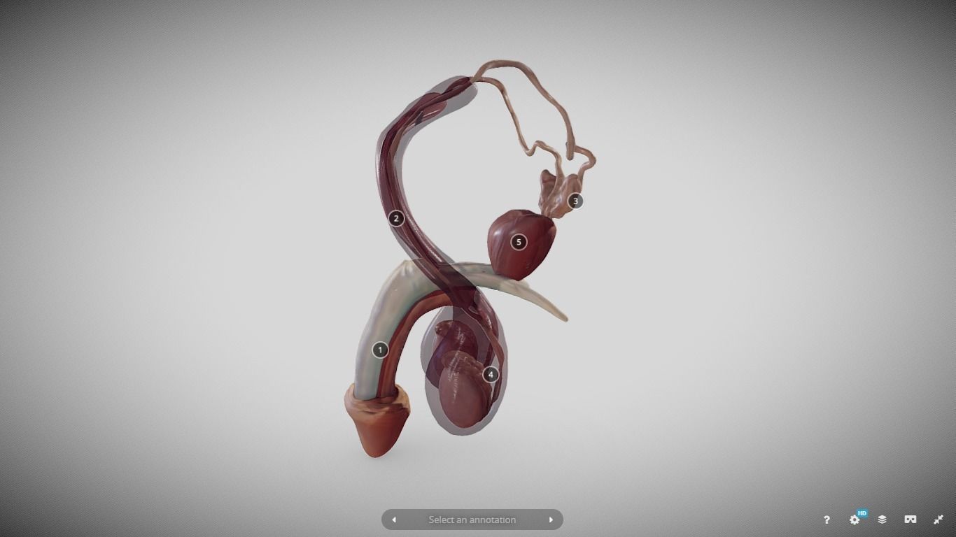Male Reproductive System Low-poly 3D model_20