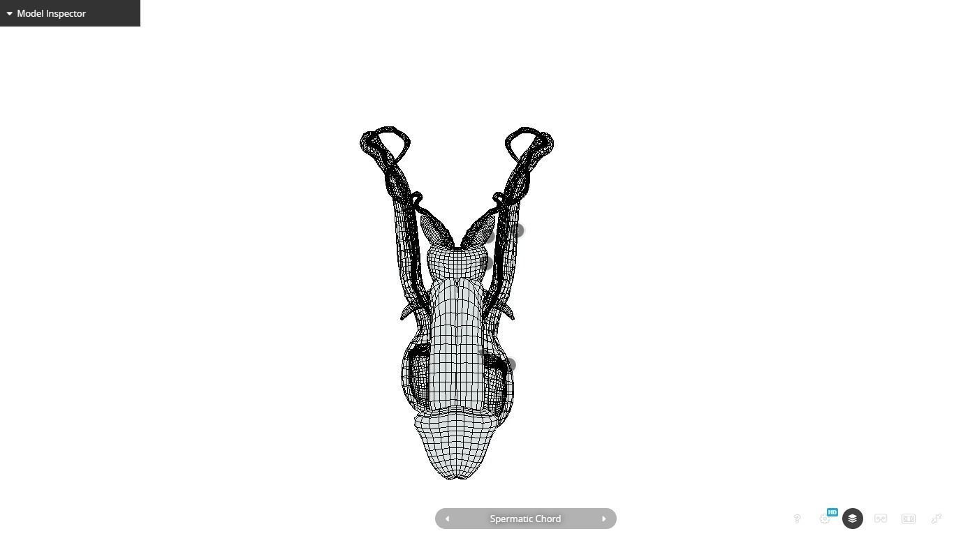 Male Reproductive System Low-poly 3D model_26