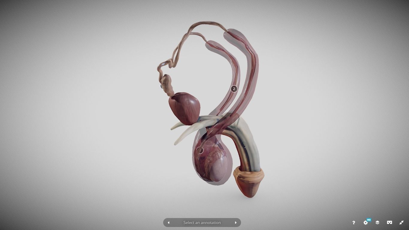 Male Reproductive System Low-poly 3D model_11