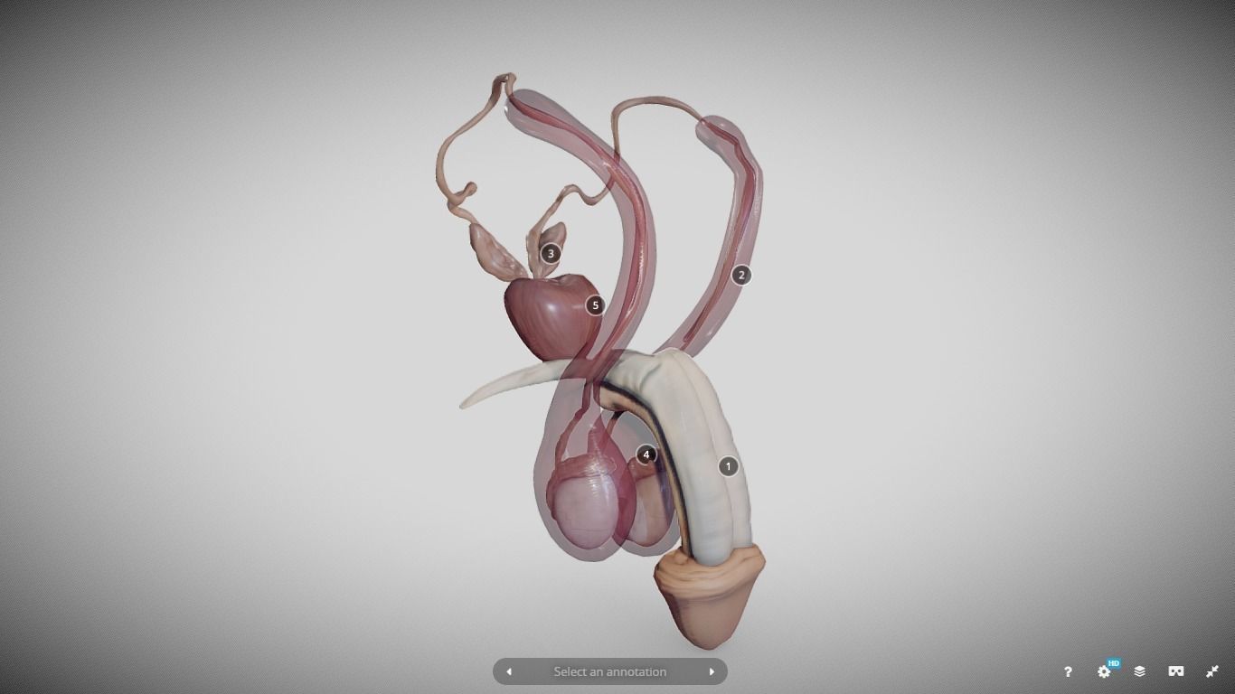 Male Reproductive System Low-poly 3D model_7