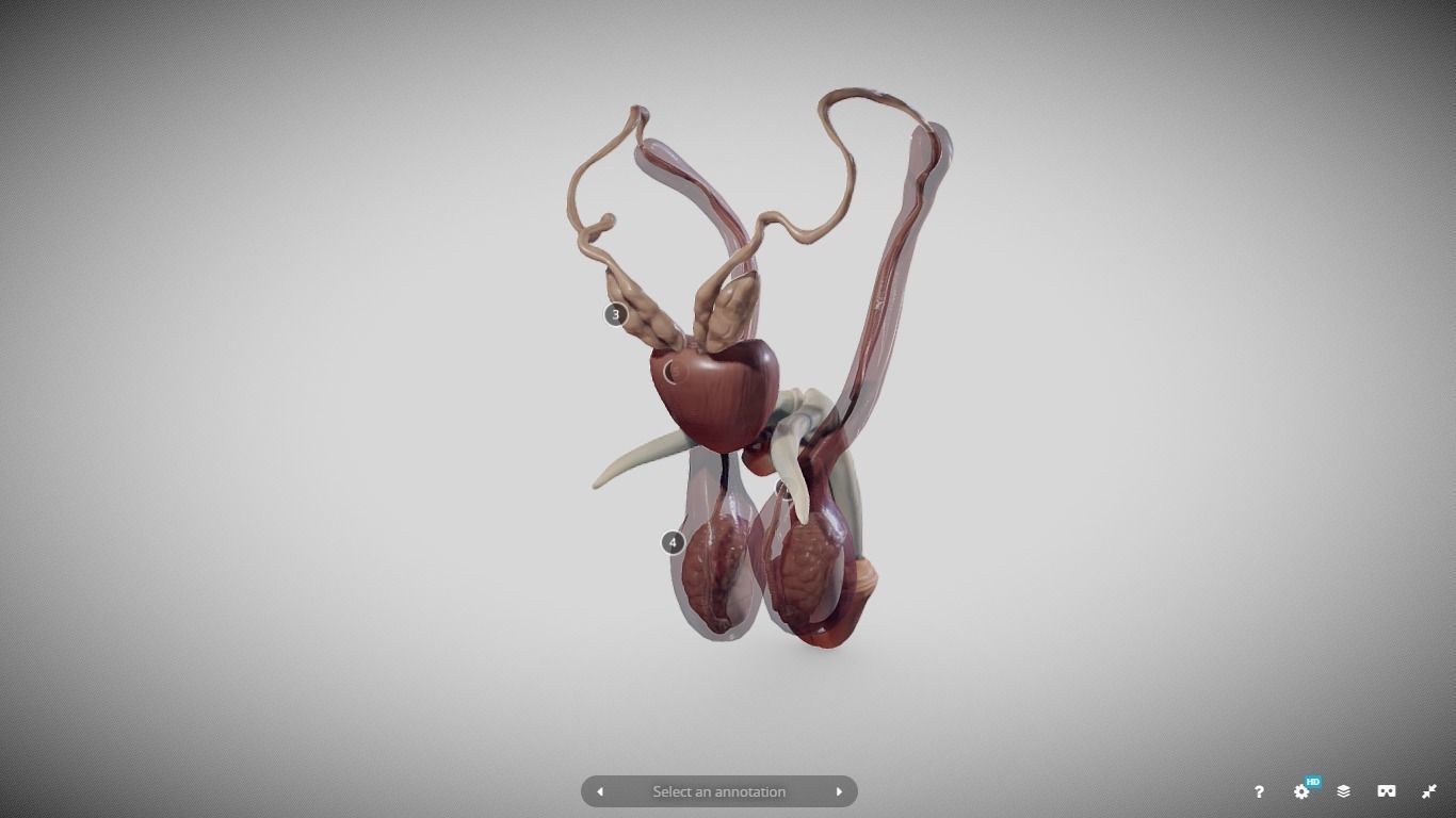 Male Reproductive System Low-poly 3D model_14
