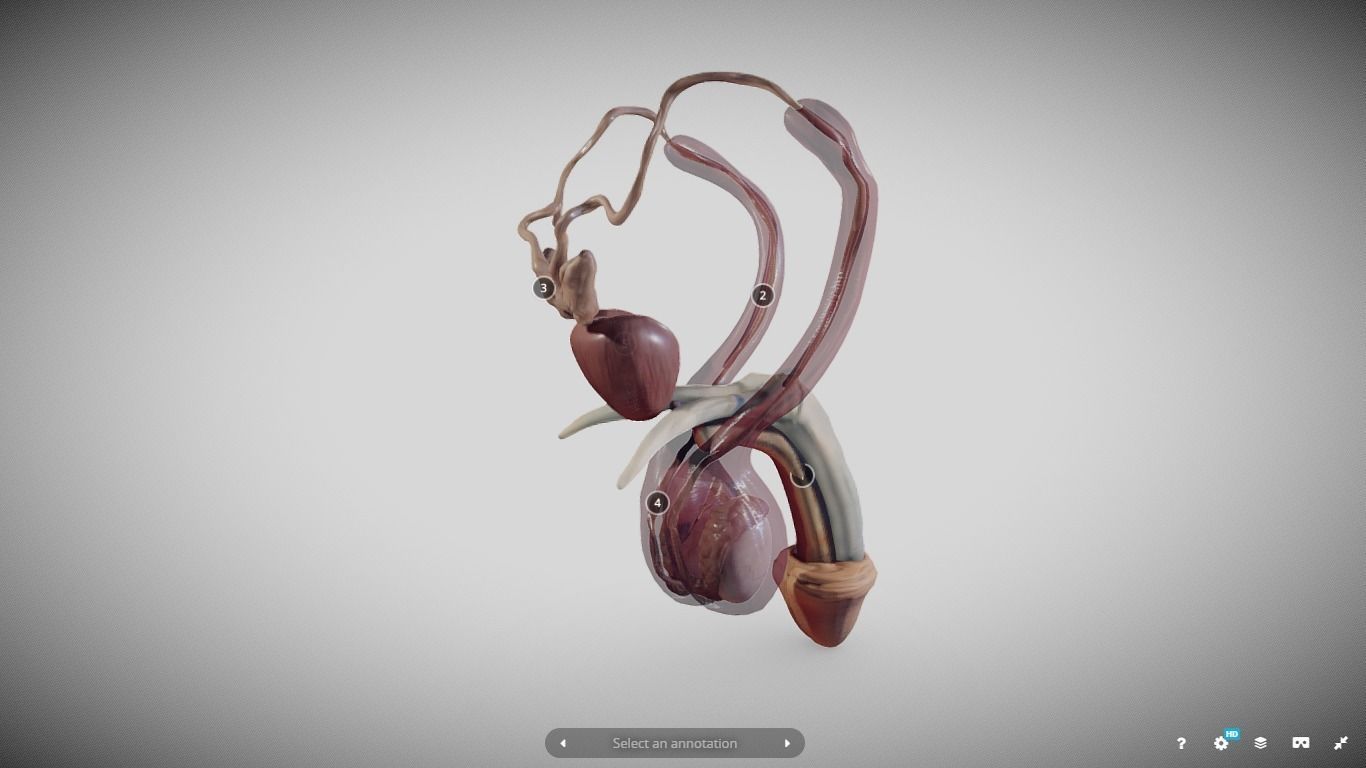 Male Reproductive System Low-poly 3D model_12