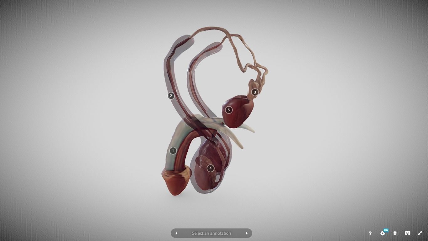 Male Reproductive System Low-poly 3D model_19