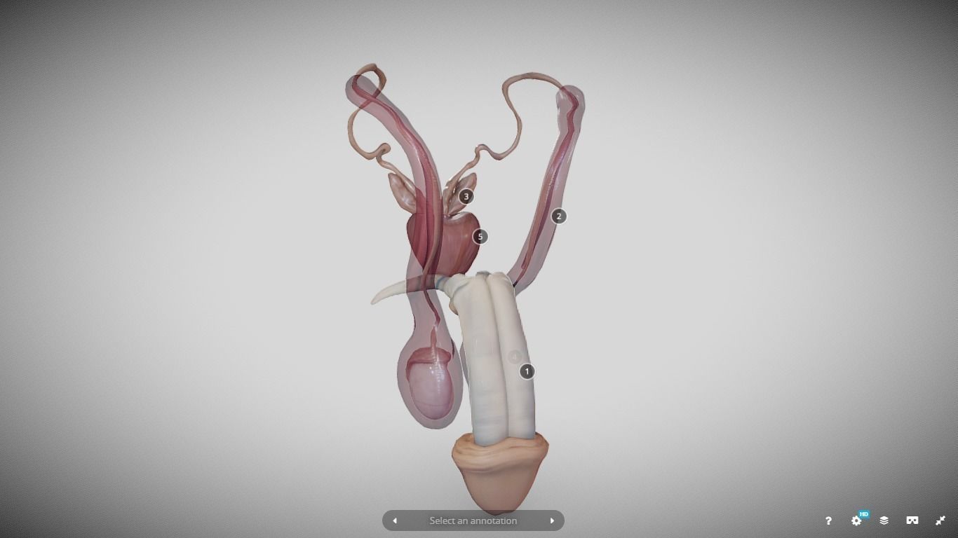 Male Reproductive System Low-poly 3D model_5