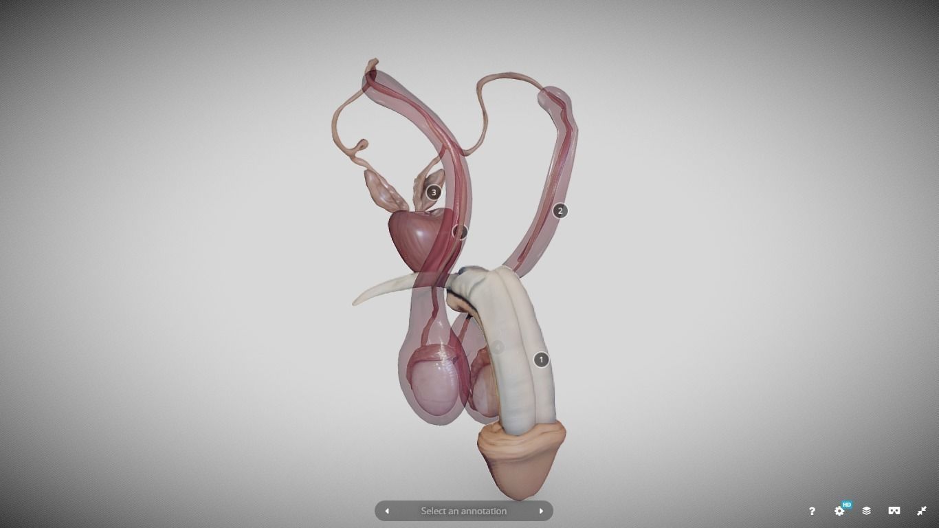 Male Reproductive System Low-poly 3D model_6
