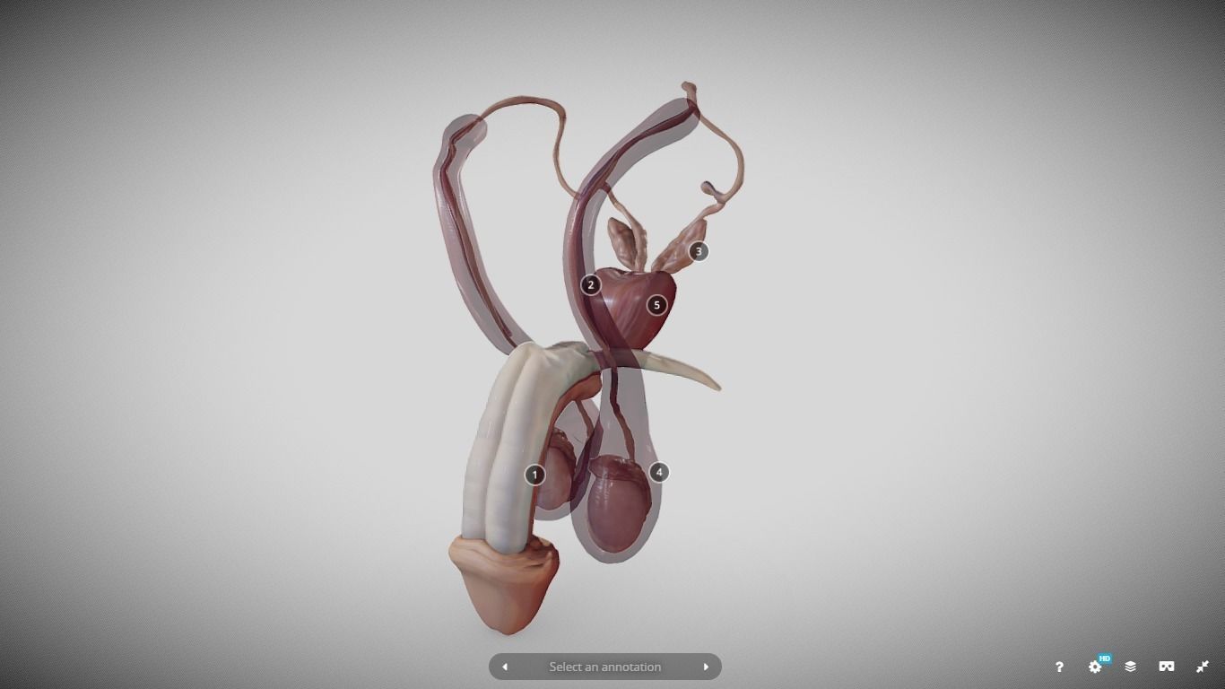 Male Reproductive System Low-poly 3D model_1