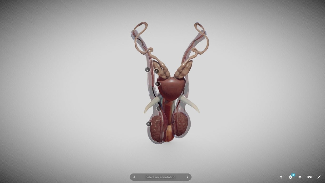 Male Reproductive System Low-poly 3D model_16
