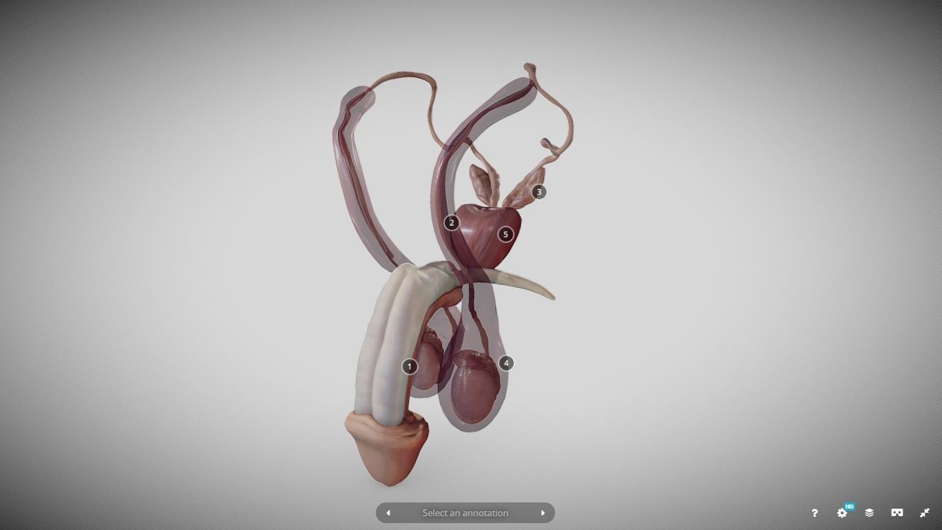 Male Reproductive System Low-poly 3D model_22
