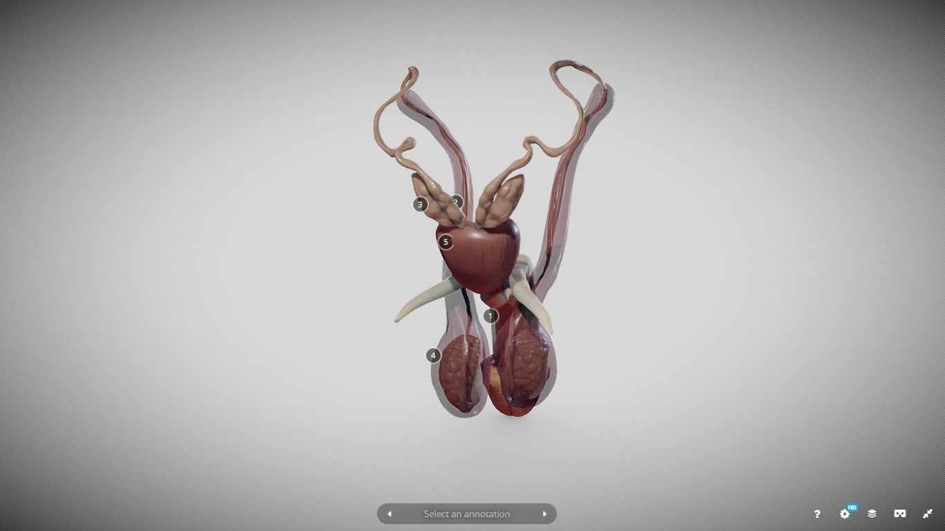 Male Reproductive System Low-poly 3D model_15