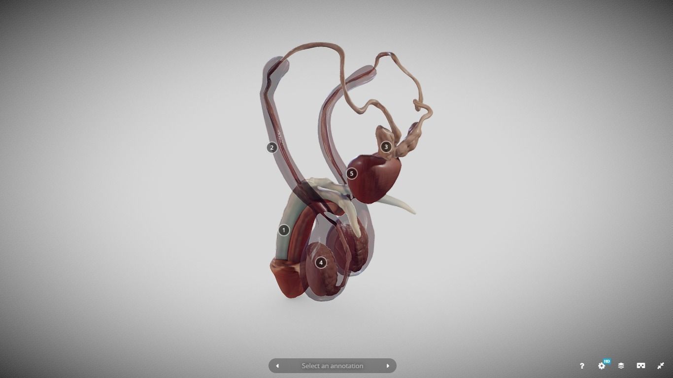 Male Reproductive System Low-poly 3D model_18
