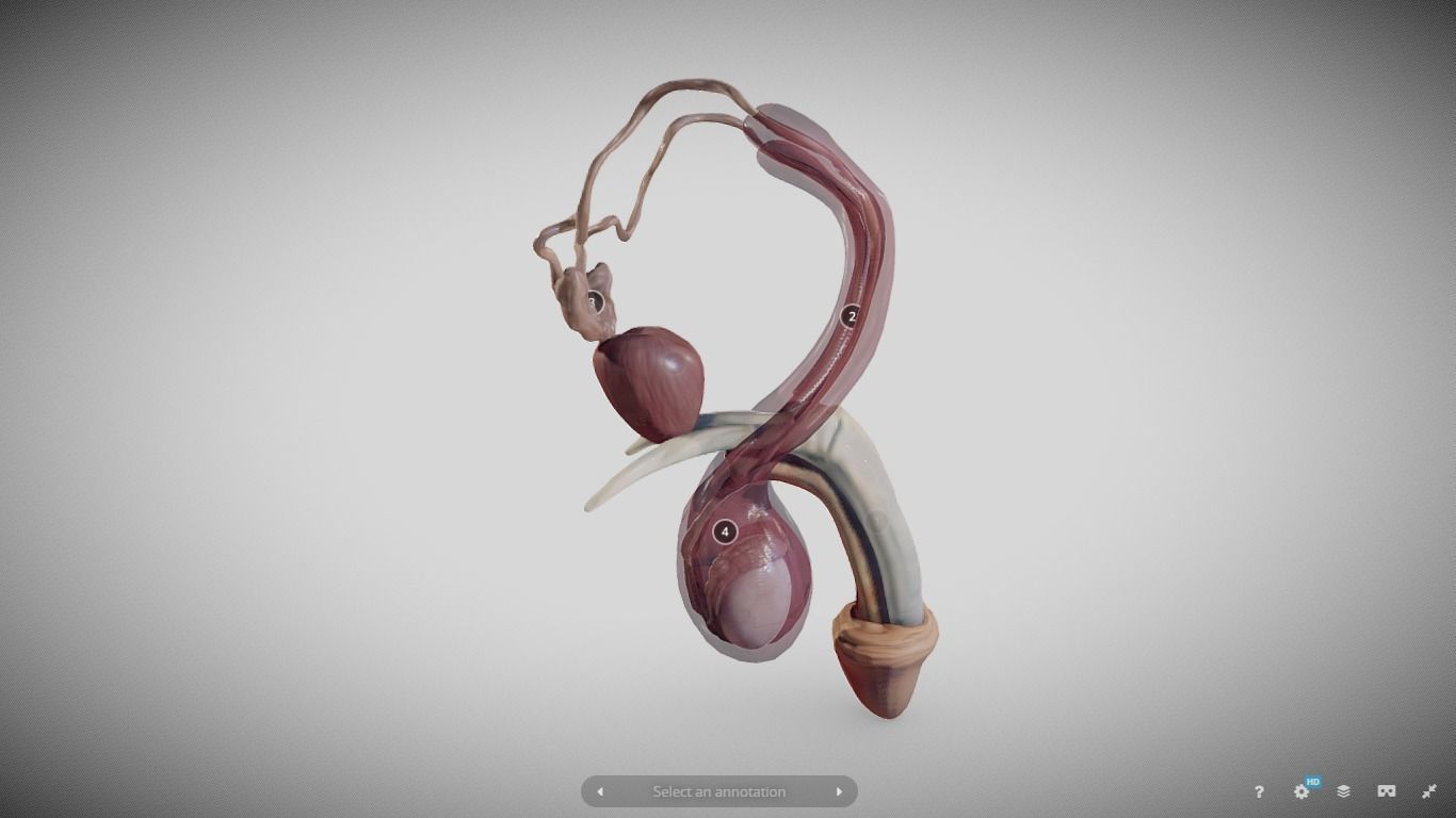 Male Reproductive System Low-poly 3D model_10