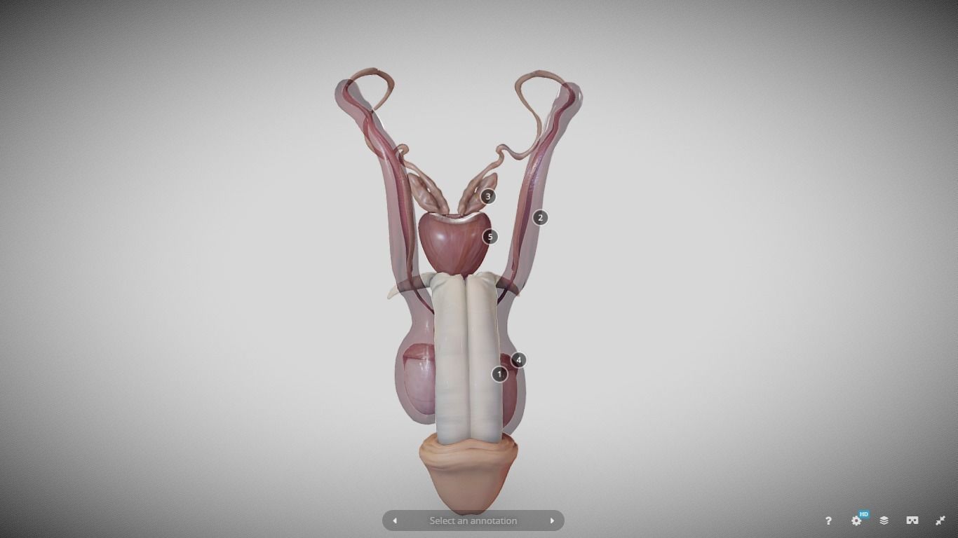 Male Reproductive System Low-poly 3D model_4