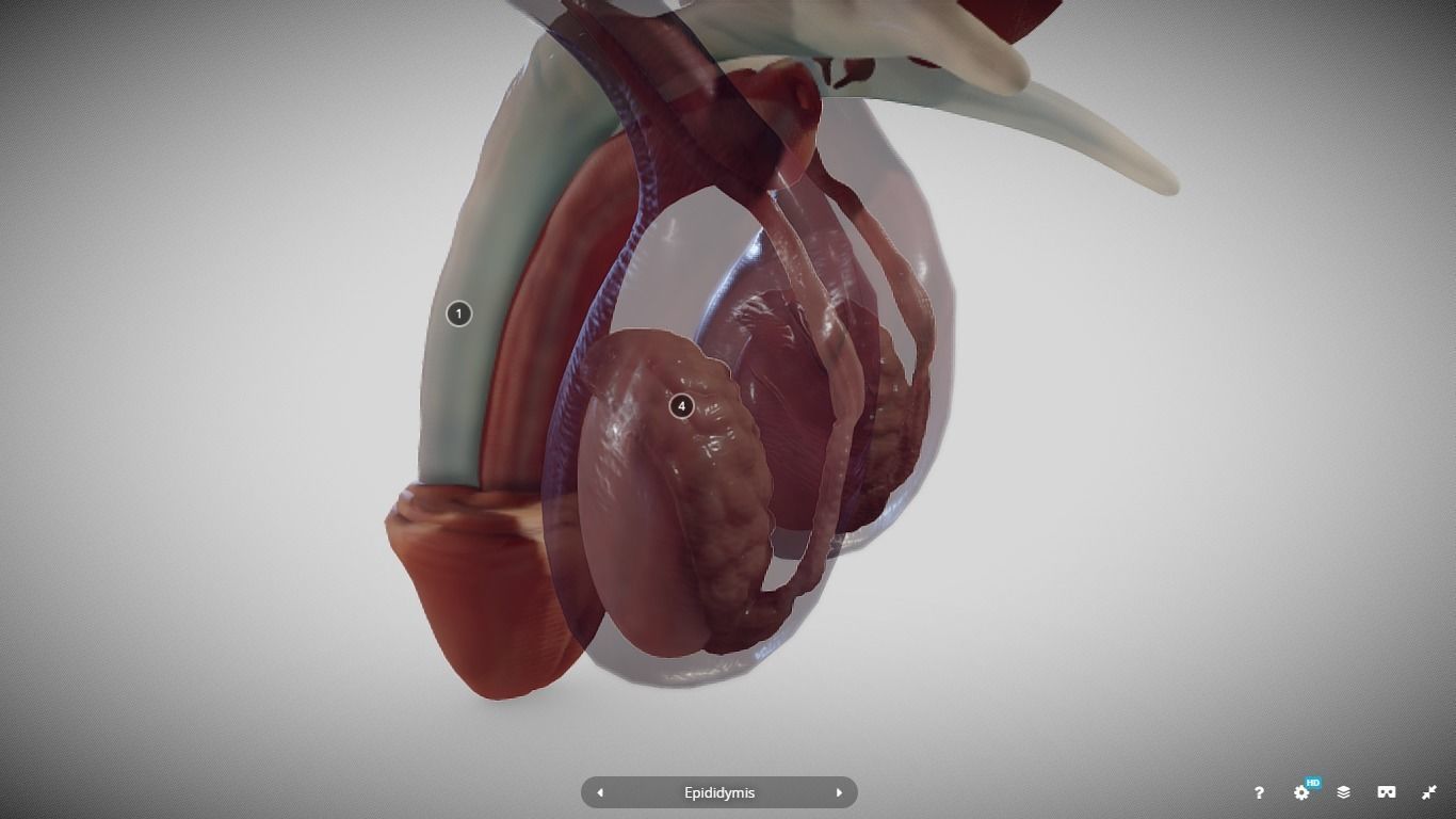 Male Reproductive System Low-poly 3D model_23
