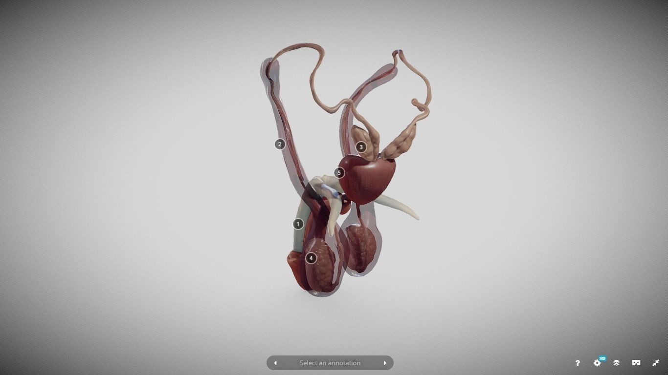 Male Reproductive System Low-poly 3D model_17