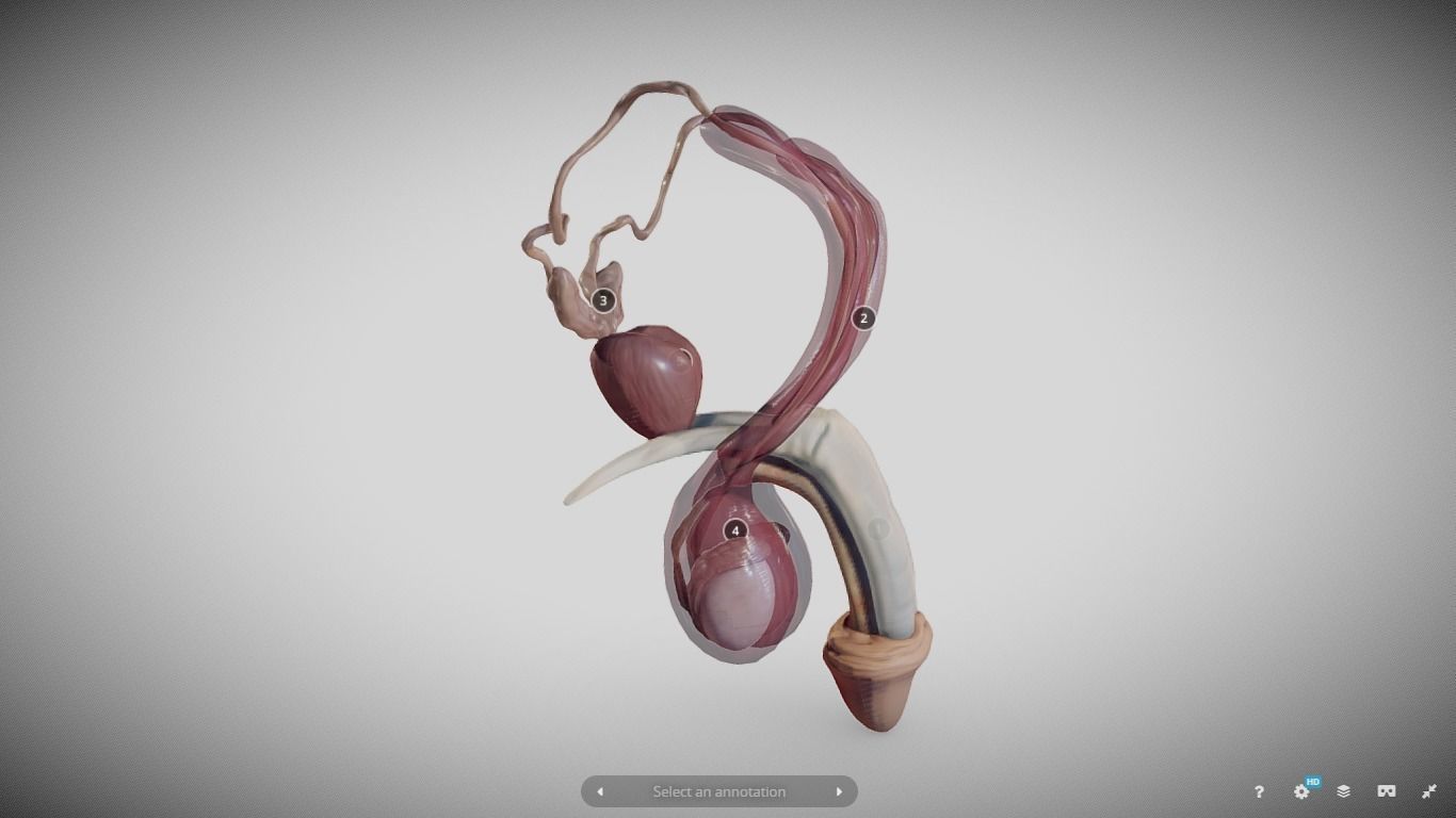 Male Reproductive System Low-poly 3D model_9