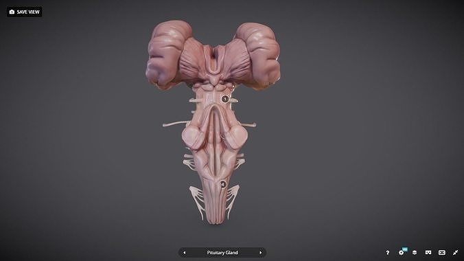 BrainStem human brain Low-poly 3D model