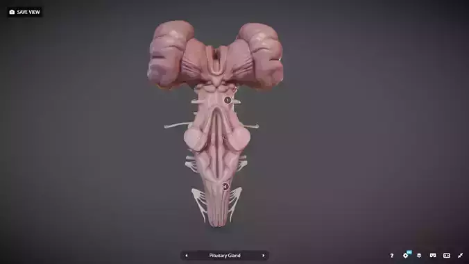 BrainStem human brain Low-poly 3D model