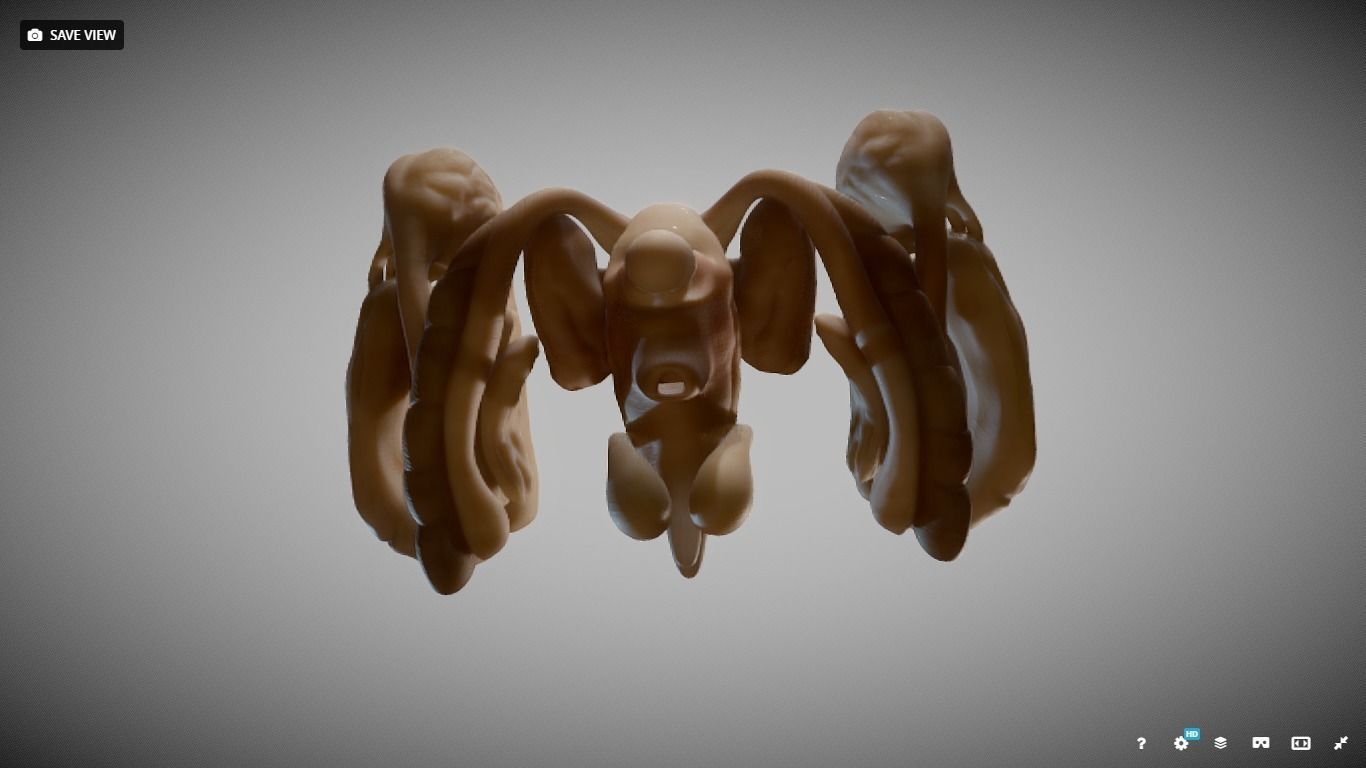 Human Brain Nuclei Low-poly 3D model_17