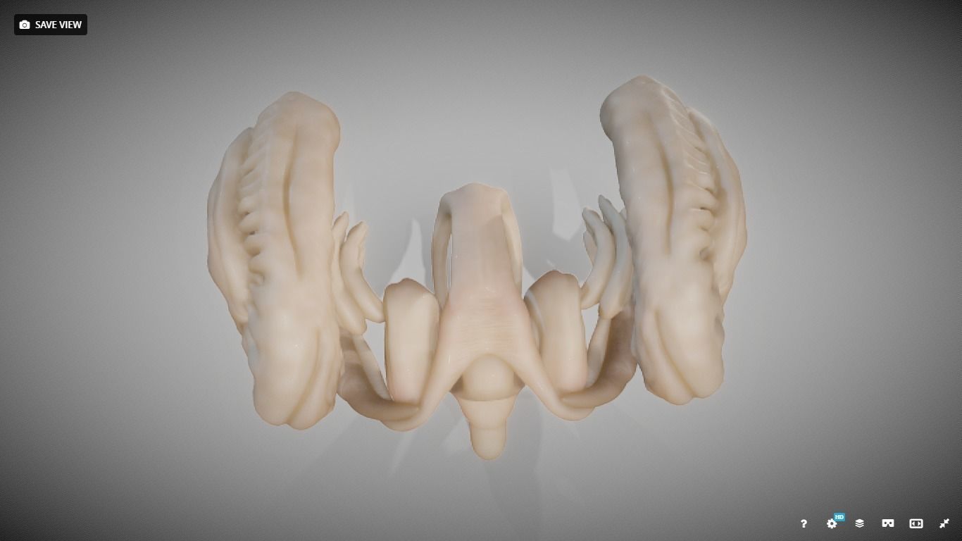 Human Brain Nuclei Low-poly 3D model_16