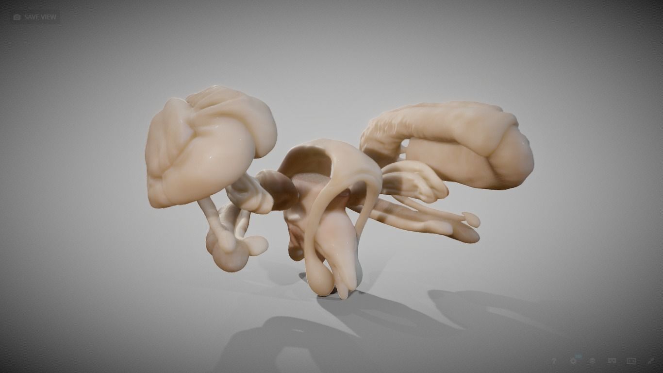 Human Brain Nuclei Low-poly 3D model_7