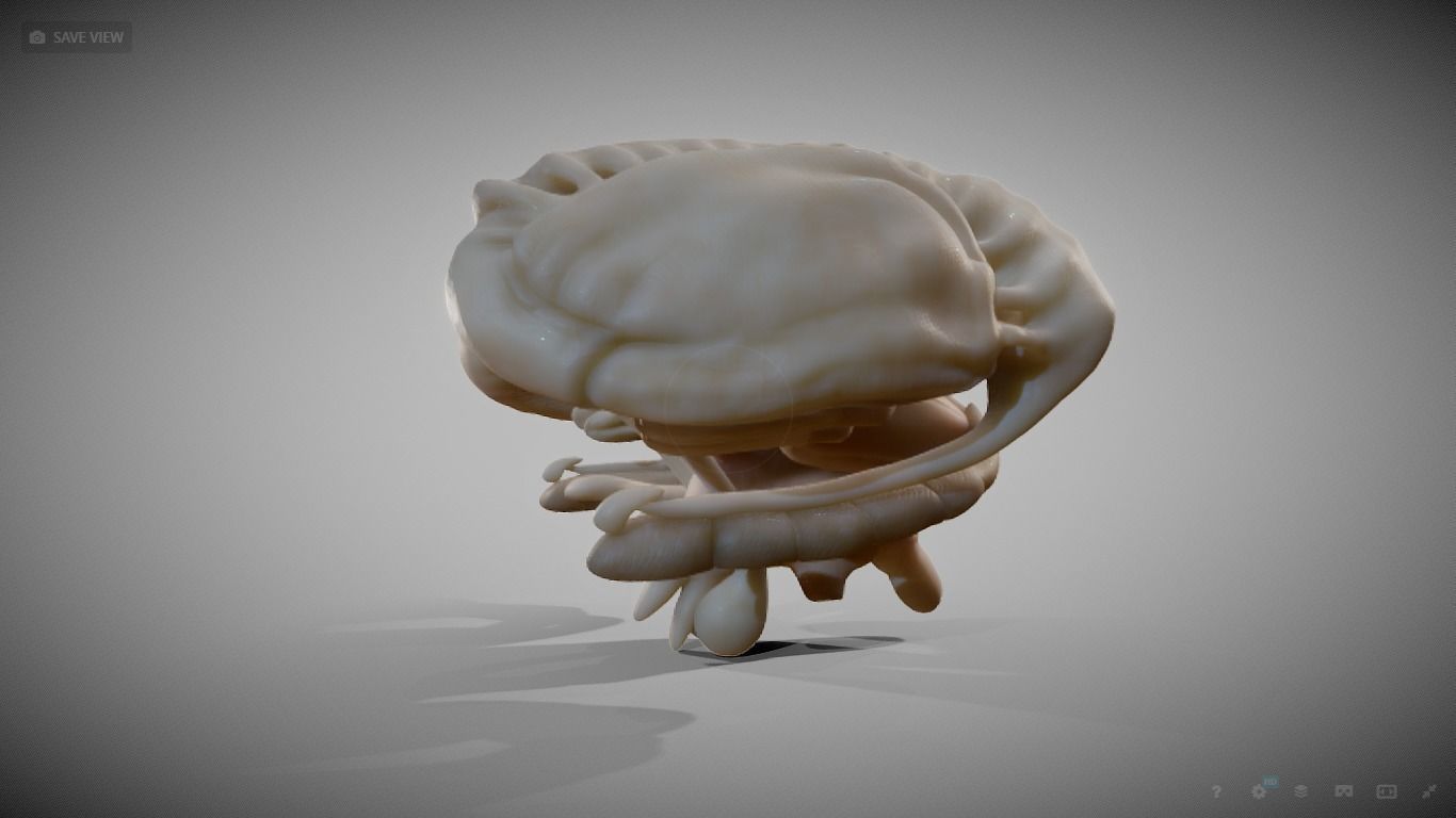 Human Brain Nuclei Low-poly 3D model_11