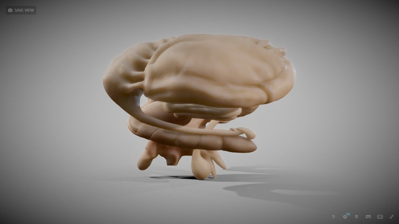 Human Brain Nuclei Low-poly 3D model_4