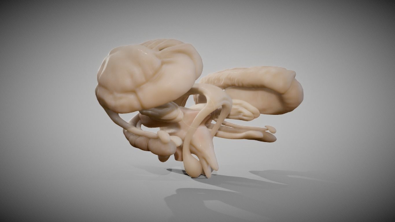 Human Brain Nuclei Low-poly 3D model_6